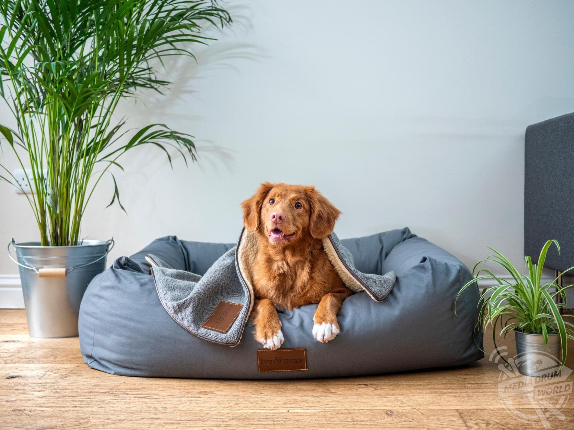 Where to get dog supplies Media Drum World