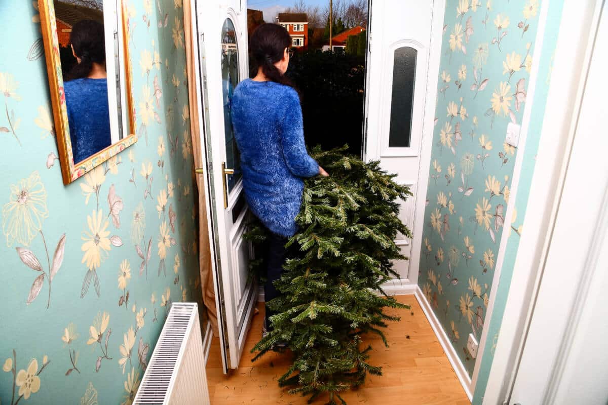 5 ways to repurpose your live Christmas tree after the holidays MediaFeed