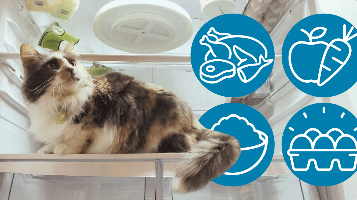 A List of Foods That Your Cat Can Safely Eat MediaFeed