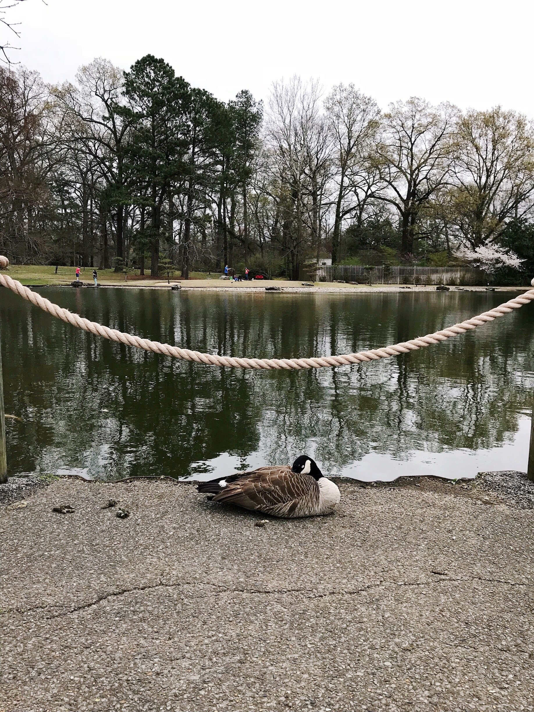 Memphis Botanic Garden in East Memphis Tours and Activities Expedia