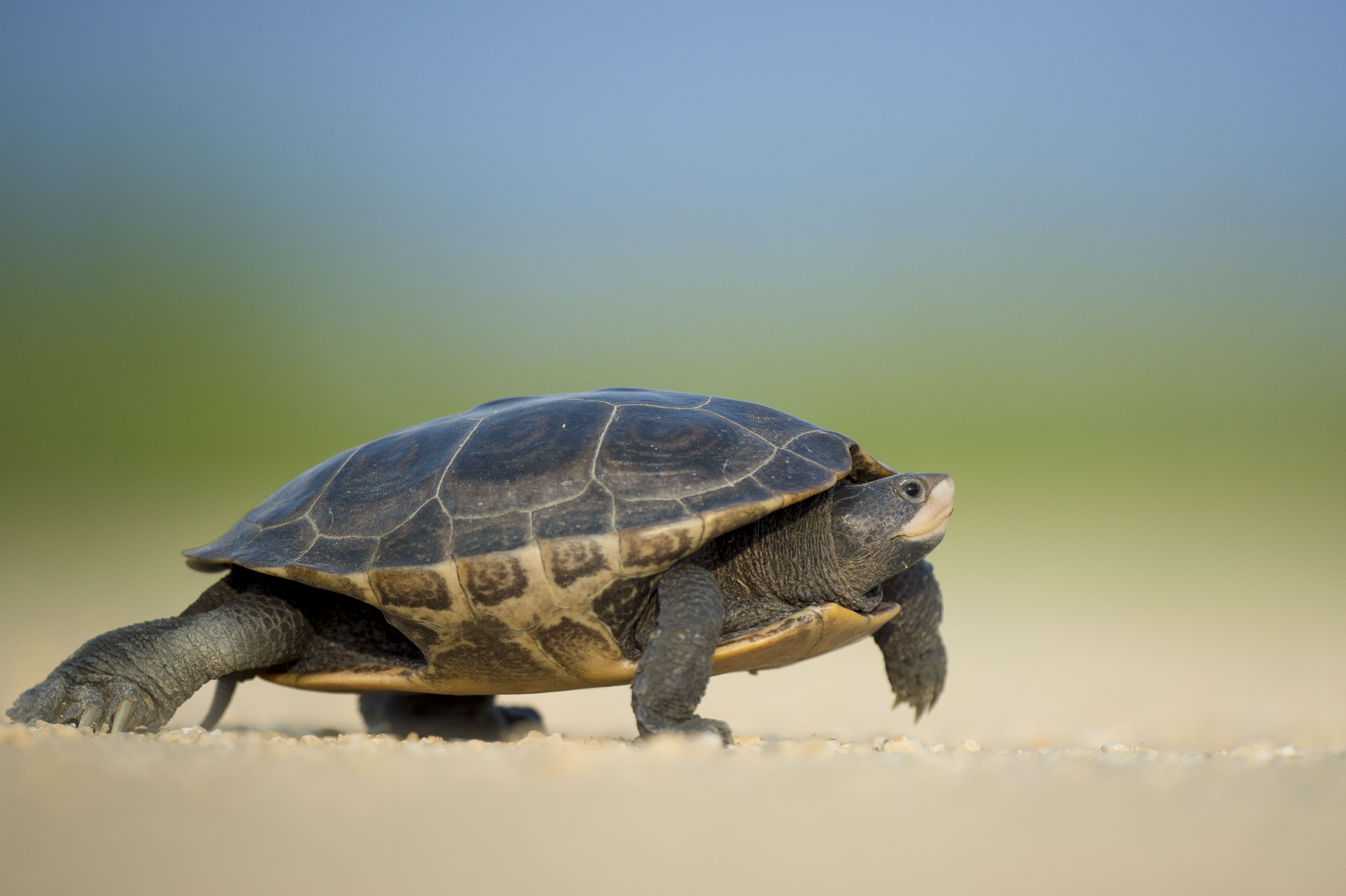 Slow News How Taking the Time to Listen and Focus Can