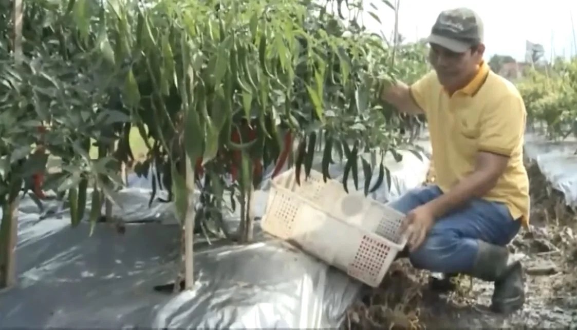 Penggunaan Biochar untuk Tanaman Cabai Mediatani