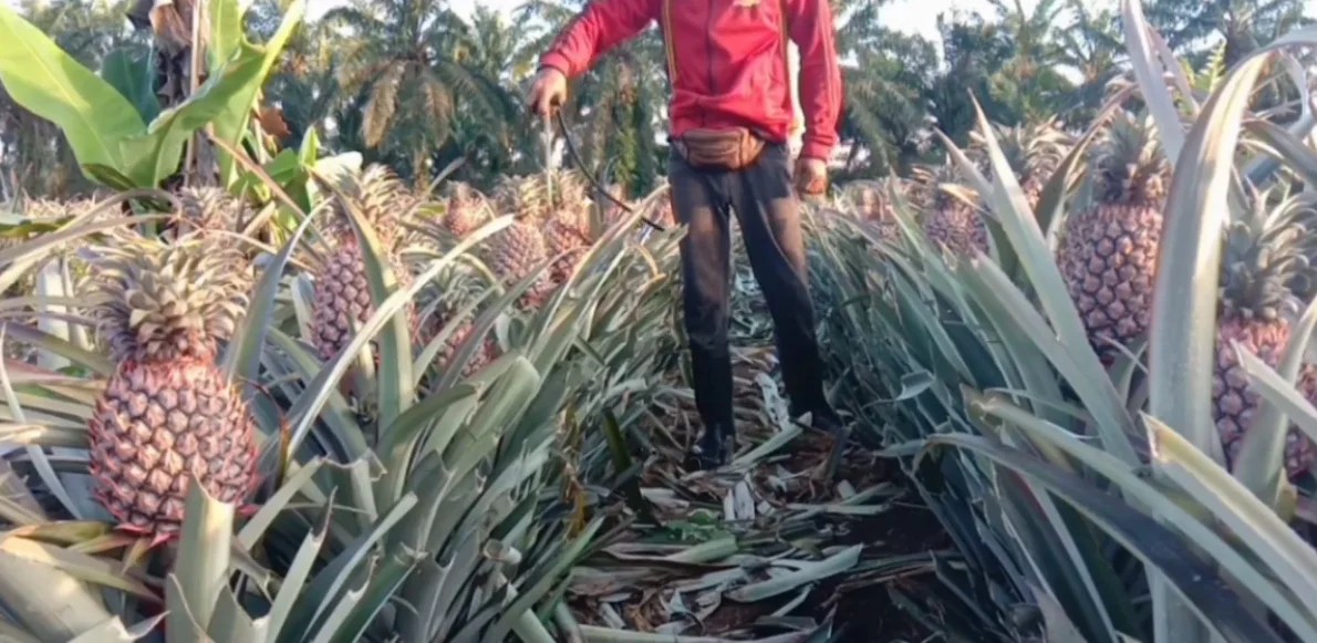 Cara Mudah Agar Tanaman Nanas Cepat Berbuah Mediatani