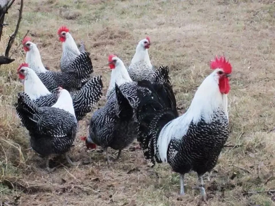 Peluang Beternak Ayam Arab, 1 Ekor Bisa Hasilkan 230 Telur