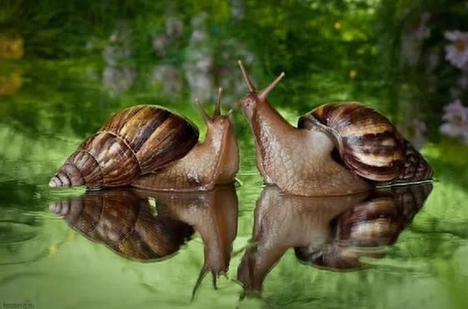 6 Langkah Budidaya Bekicot bagi Pemula, Pembuatan Kandang hingga Panen -  Mediatani