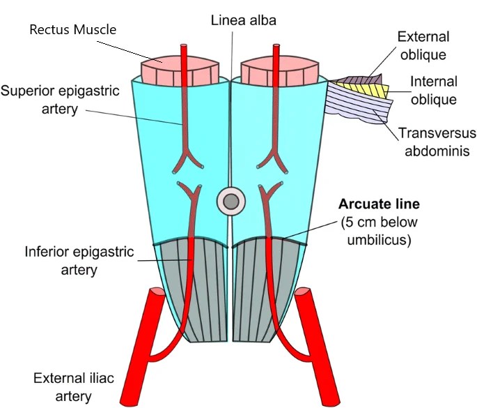 Rectus Sheath Medical Junction
