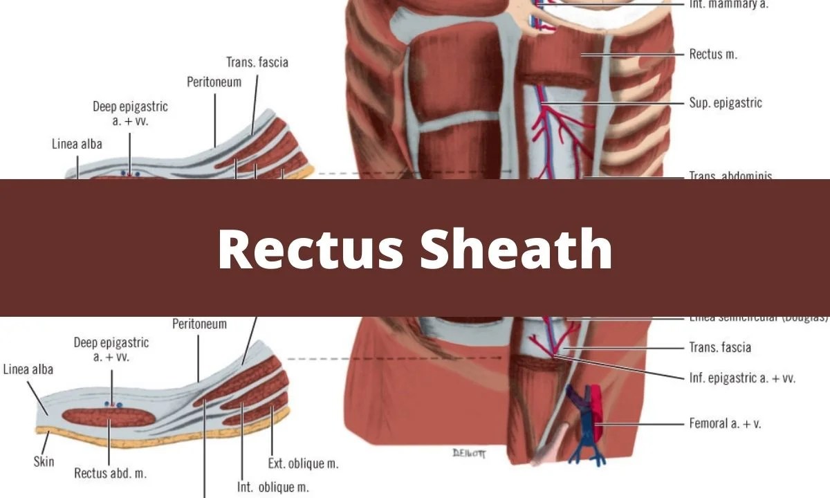 Anterior Rectus Sheath