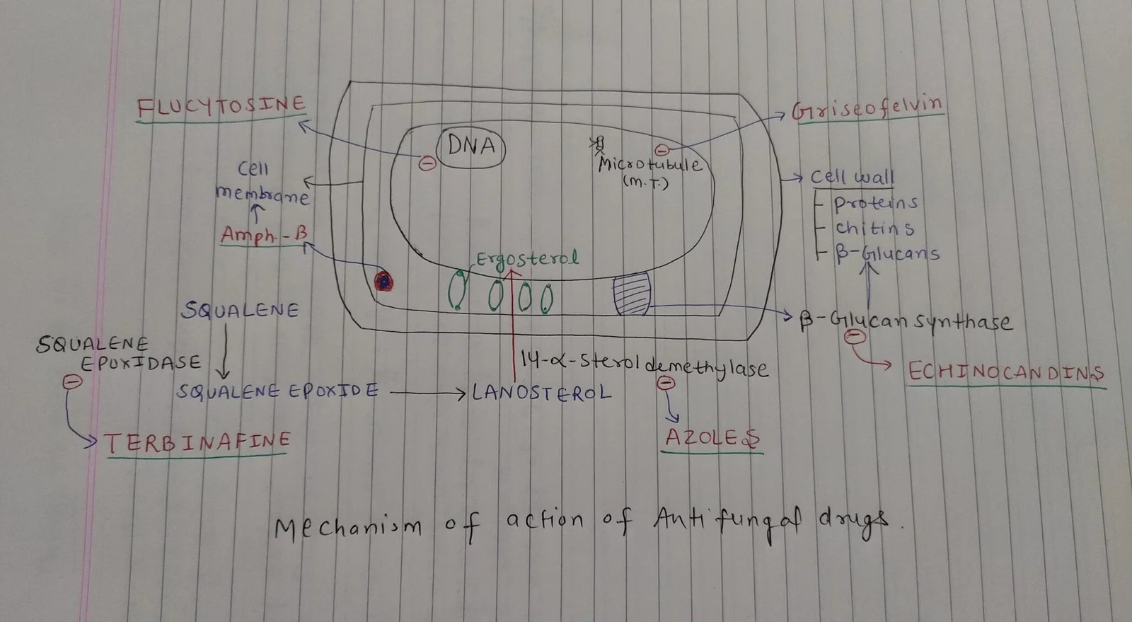 Antifungal Drugs Medical Junction
