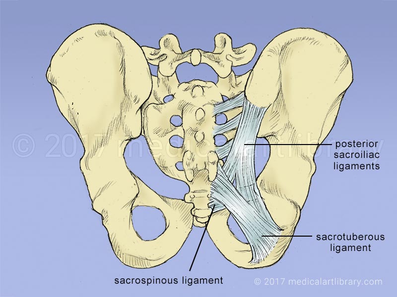 Ligaments of the Pelvis Medical Art Library