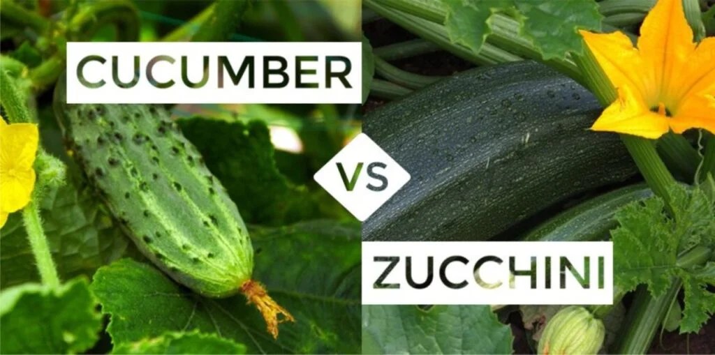 How Do Zucchini and Cucumber Differ? Taste, Smell, & Nutrition's!