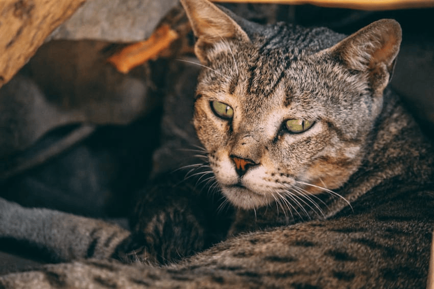 Understanding Brain Cancer in Cats Symptoms, Diagnosis, and Care