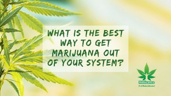 Best Way to Get Marijuana Out of Your System Medicanco
