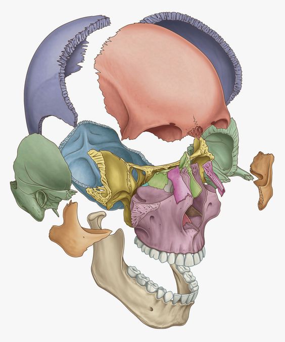 Ossa della testa o cranio MedicinaGram