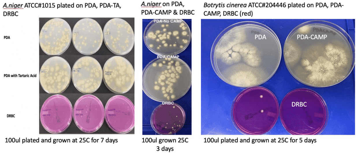 No Gold Standard The Problems with Plating Total Yeast and Mold