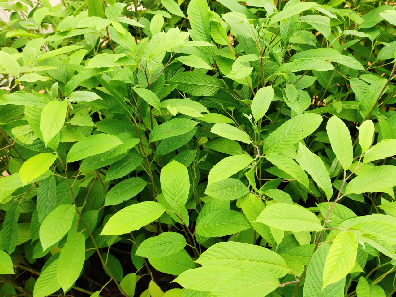 Buy Cananga odorata, Ylang ylangtree, manoranjithatree, apoora