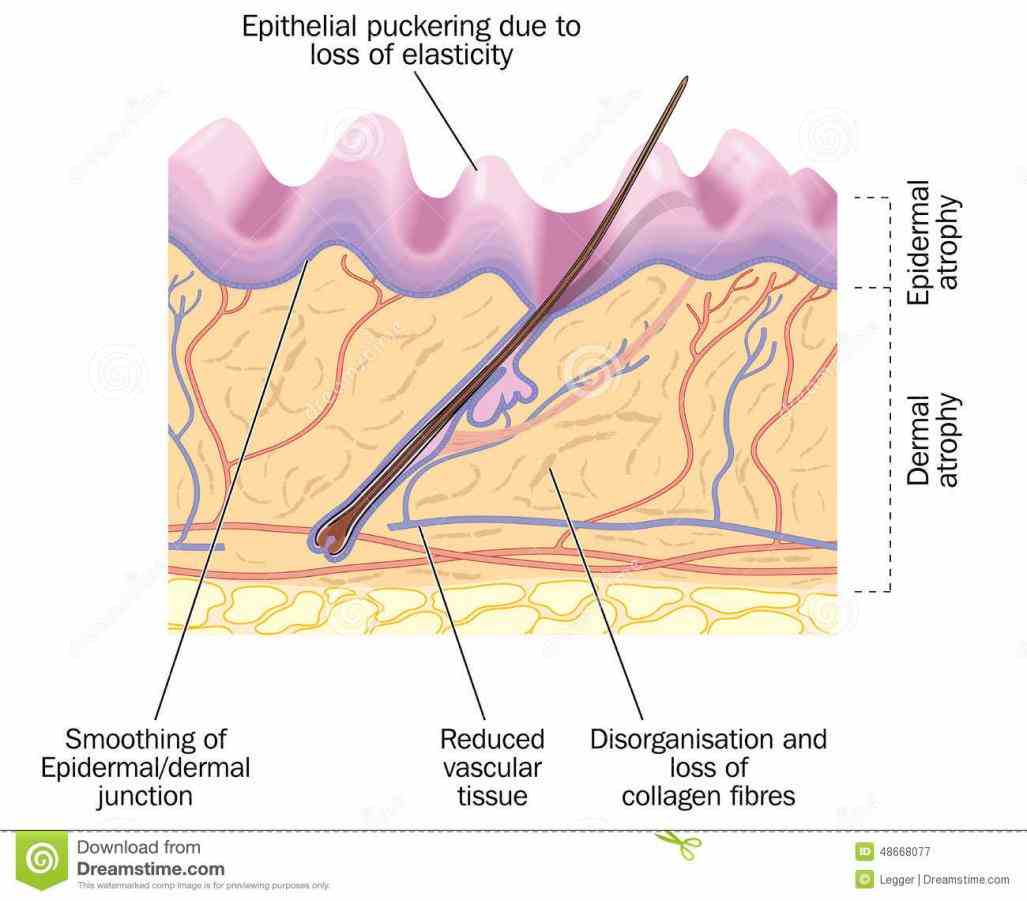 Which Of The Following Is An Example Of Epithelial Tissue cnegrudesigns