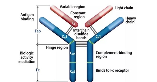 Structure Of Immunoglobulin - www.medicoapps.org