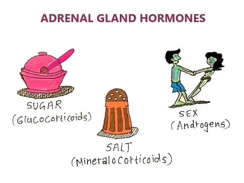 ADRENOCORTICOIDS Physiology & Biochemistry