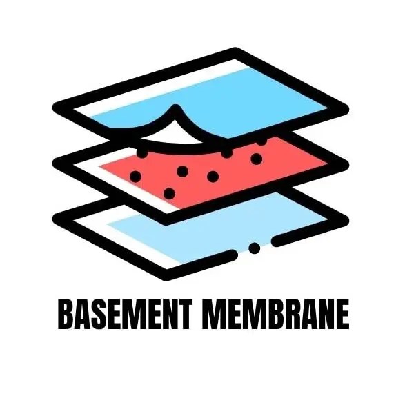 BASEMENT MEMBRANE Physiology & Biochemistry