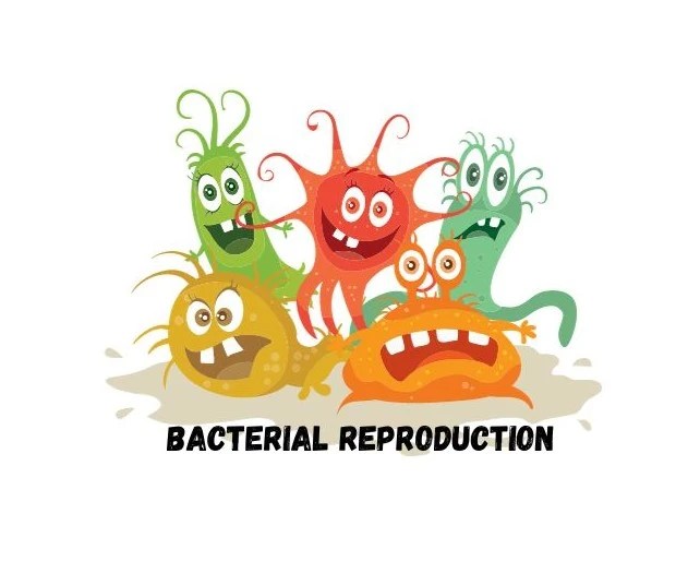 BACTERIA REPRODUCTION EXPLORING HOW THEY MULTIPLY Microbiology, Pathology