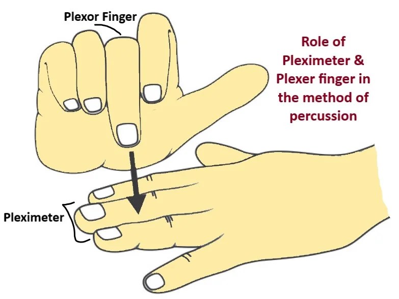 PERCUSSION METHOD OF CLINICAL EXAMINATION Physiology & Biochemistry
