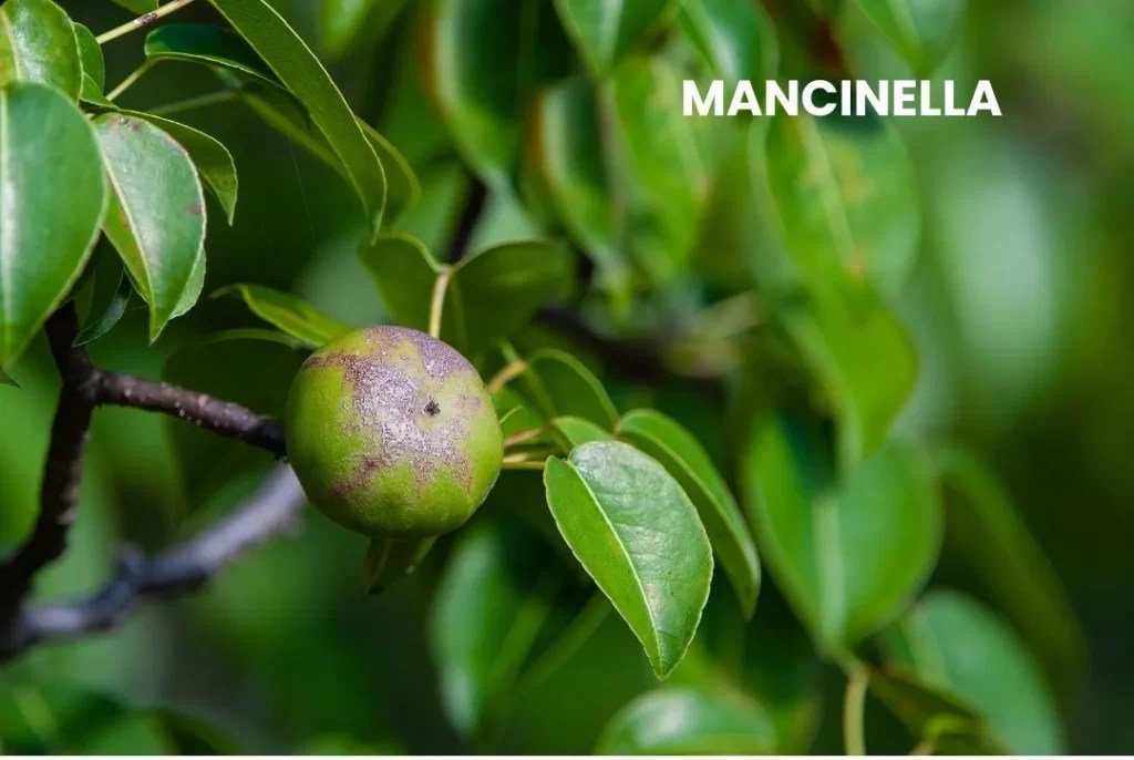MANCINELLA | M