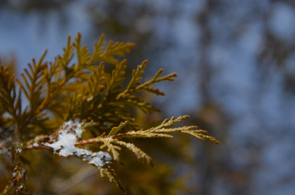 Brew Sacred Canadian Cedar Tea And Reap the Traditional Benefits