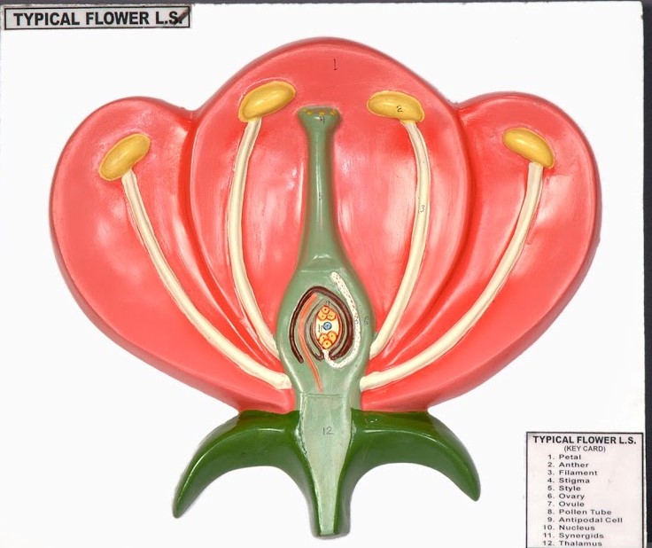 Typical Flower LS Model – MEDILAB
