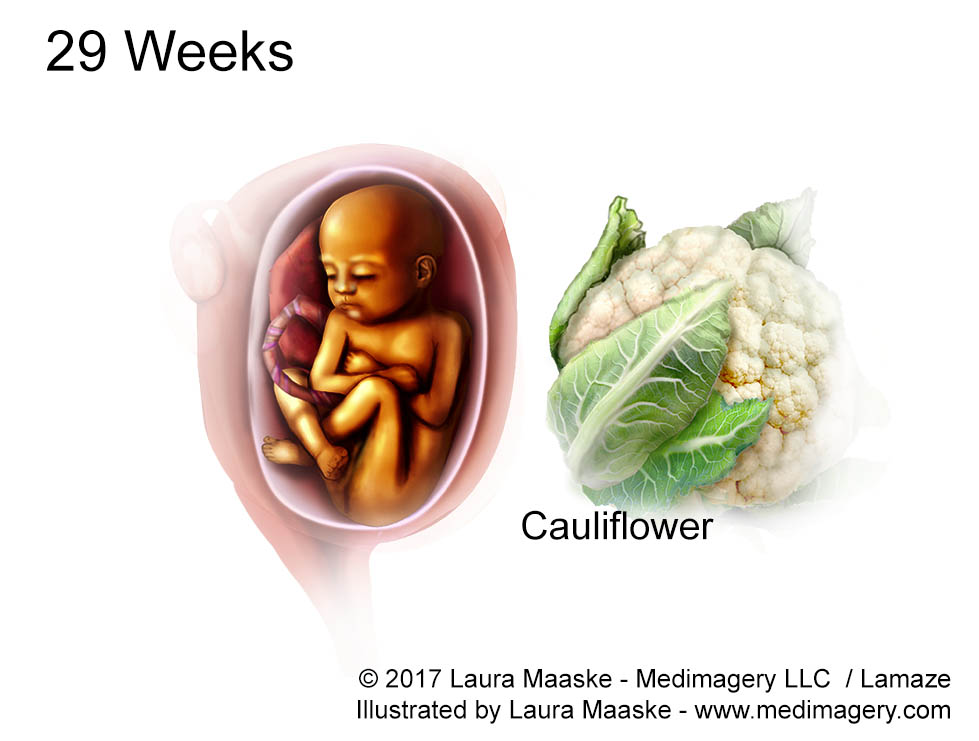 Human Embryo & Fetal Development Fetus Illustration Size Comparisons