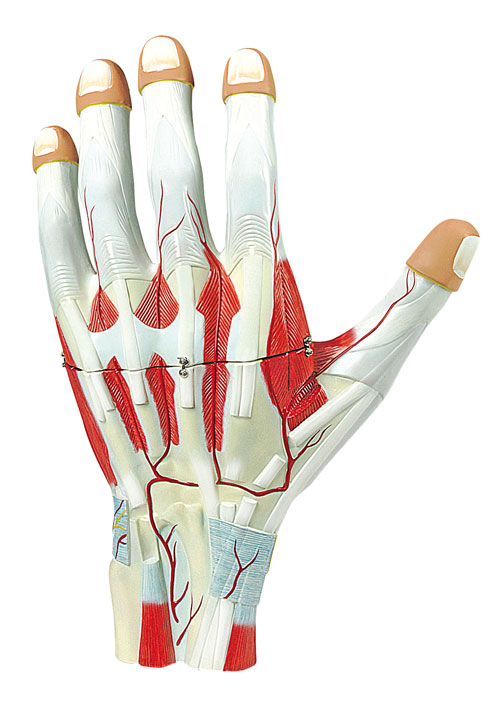 Skelettmodelle obere Extremität,Armskeltett,Handskelett,Fingerskelett