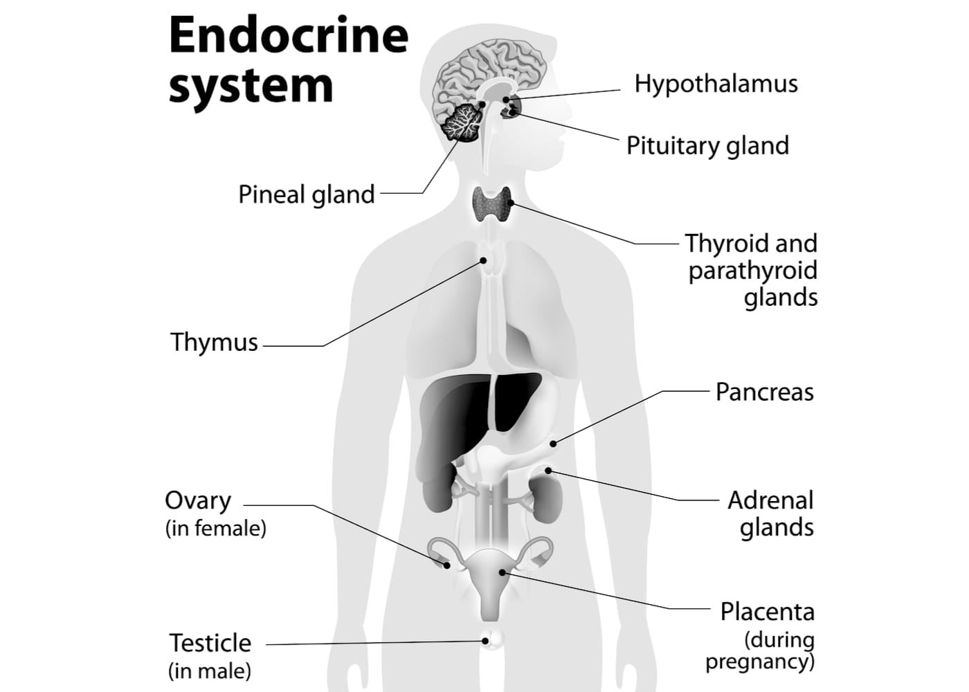 Vad Heter Alla Ben I Kroppen