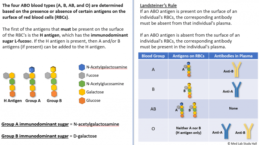 ABO Discrepancies When Blood Typing Doesn't Match Med Lab Study Hall