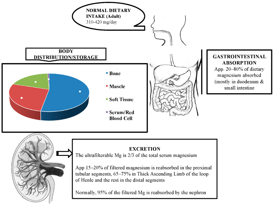 Hypomagnesemia Med Lab Study Hall