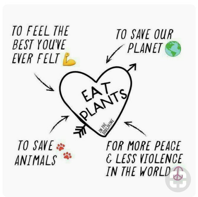 The 5 best HERBS for HAPPINESS…. Medicinal Leaves🌿