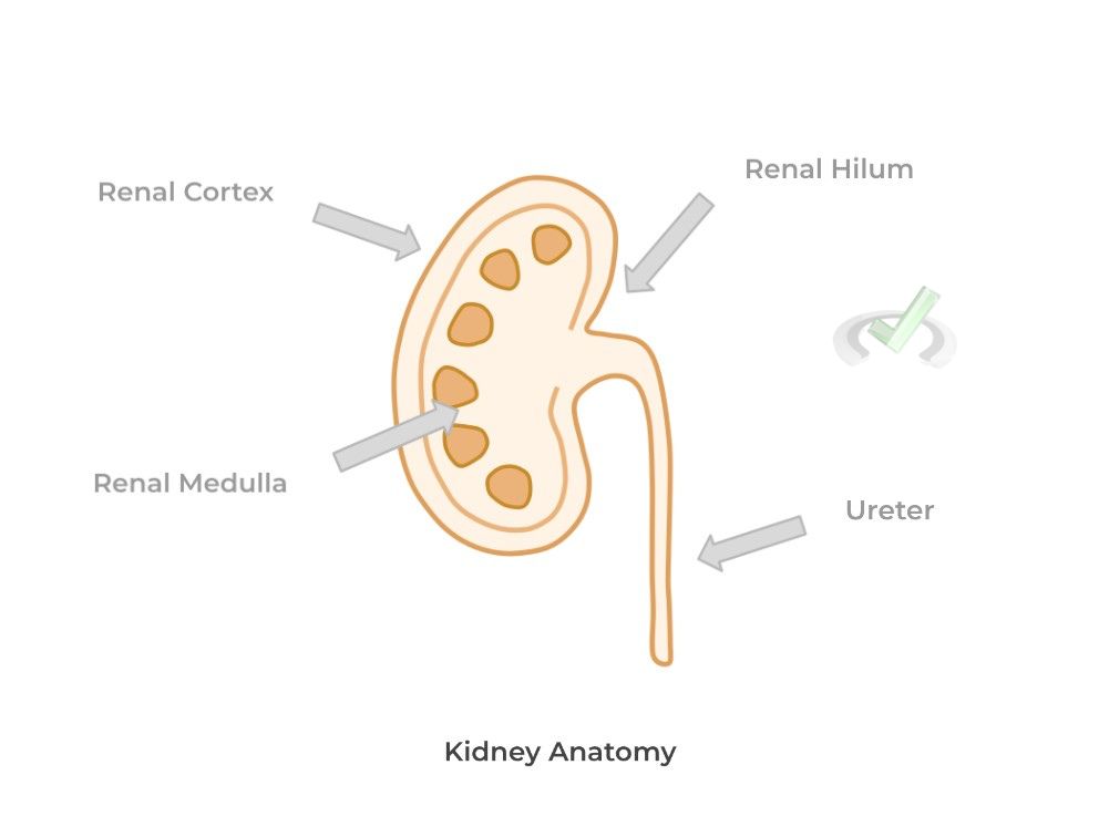Excretory Systems on the MCAT MedLife Mastery
