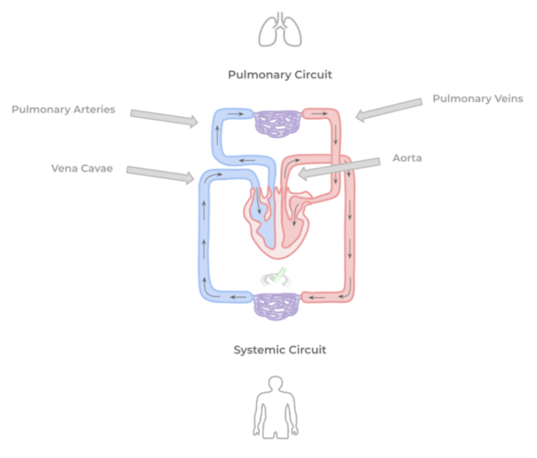Cardiovascular Systems on the MCAT – MedLife Mastery