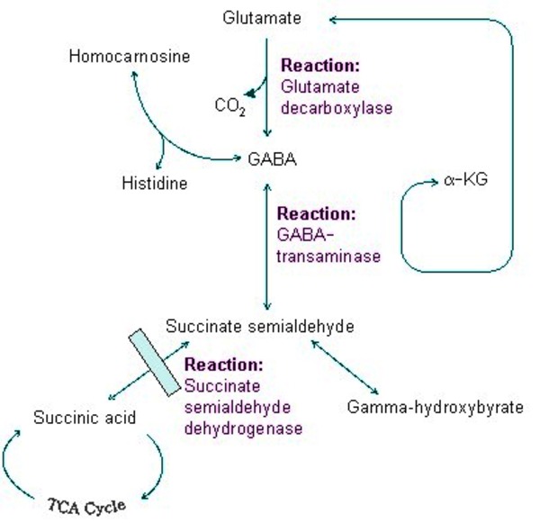 Succinic semialdehyde dehydrogenase deficiency MedlinePlus