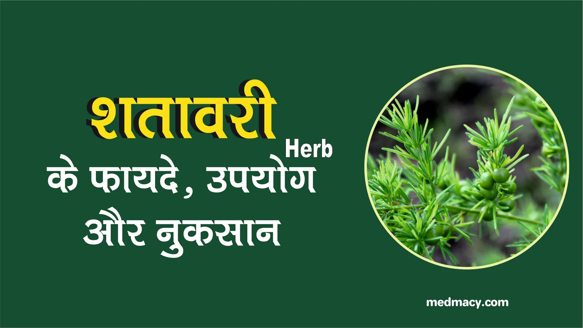 शतावरी के फायदे और नुकसान Shatavari Benefits in Hindi MedMacy