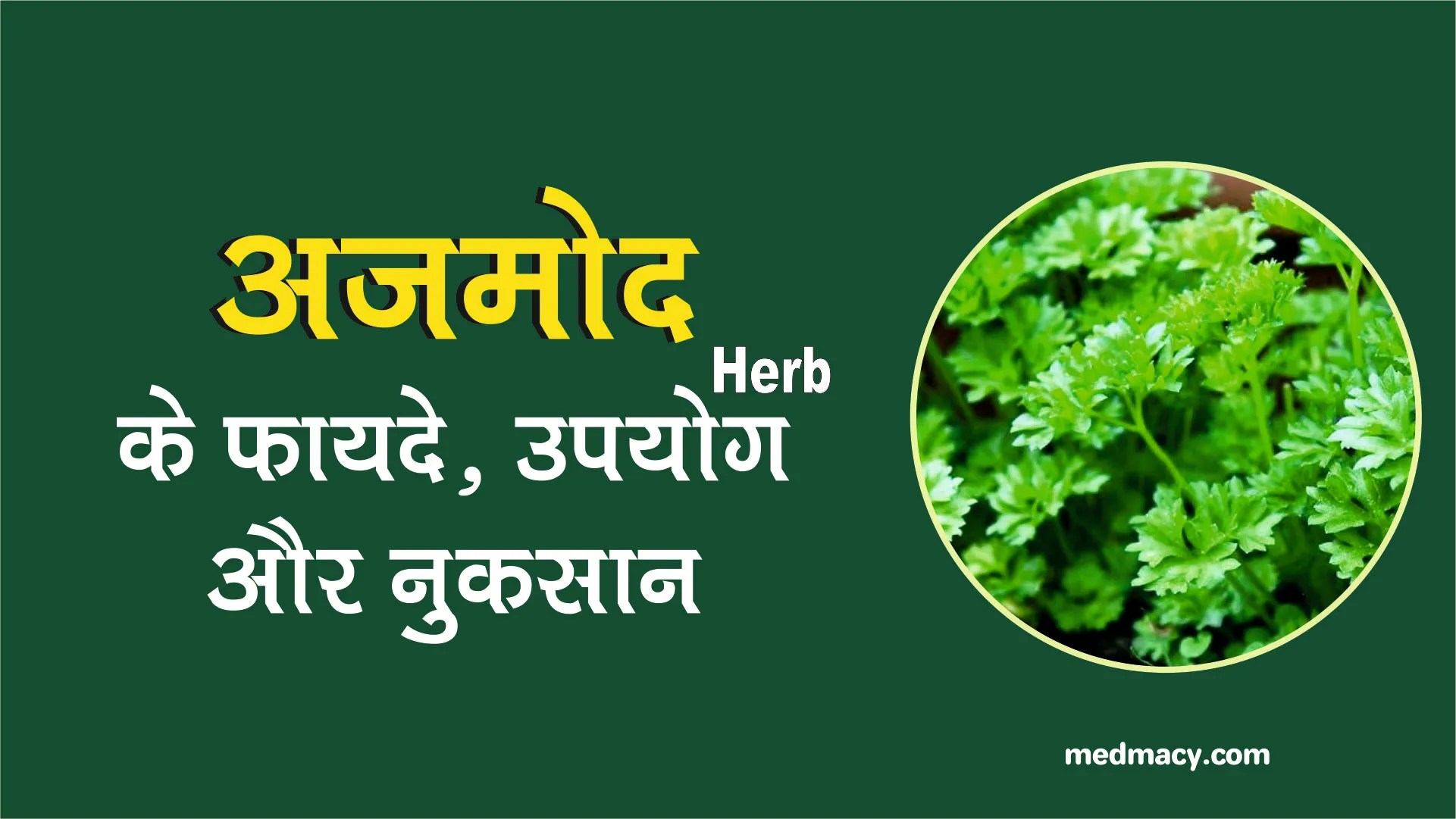 Parsley in Hindi अजमोद के उपयोग फायदे और नुकसान