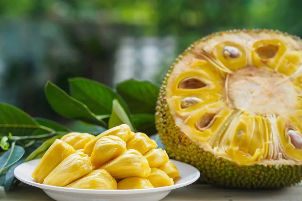How to Tell if Jackfruit is Bad [Definitive Guide] Medmunch