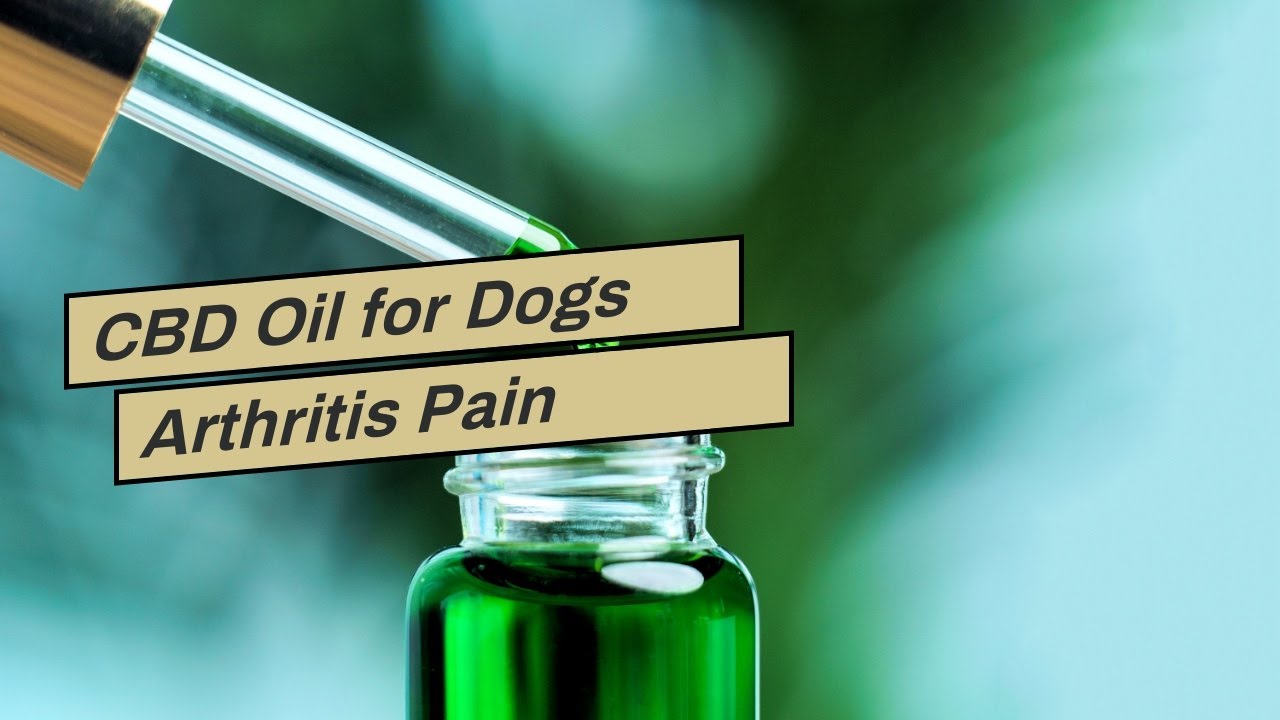 CBD Oil for Dogs Arthritis Pain Dosage Where Can I Buy CBD Oil for Pain Near Me? MED PODD