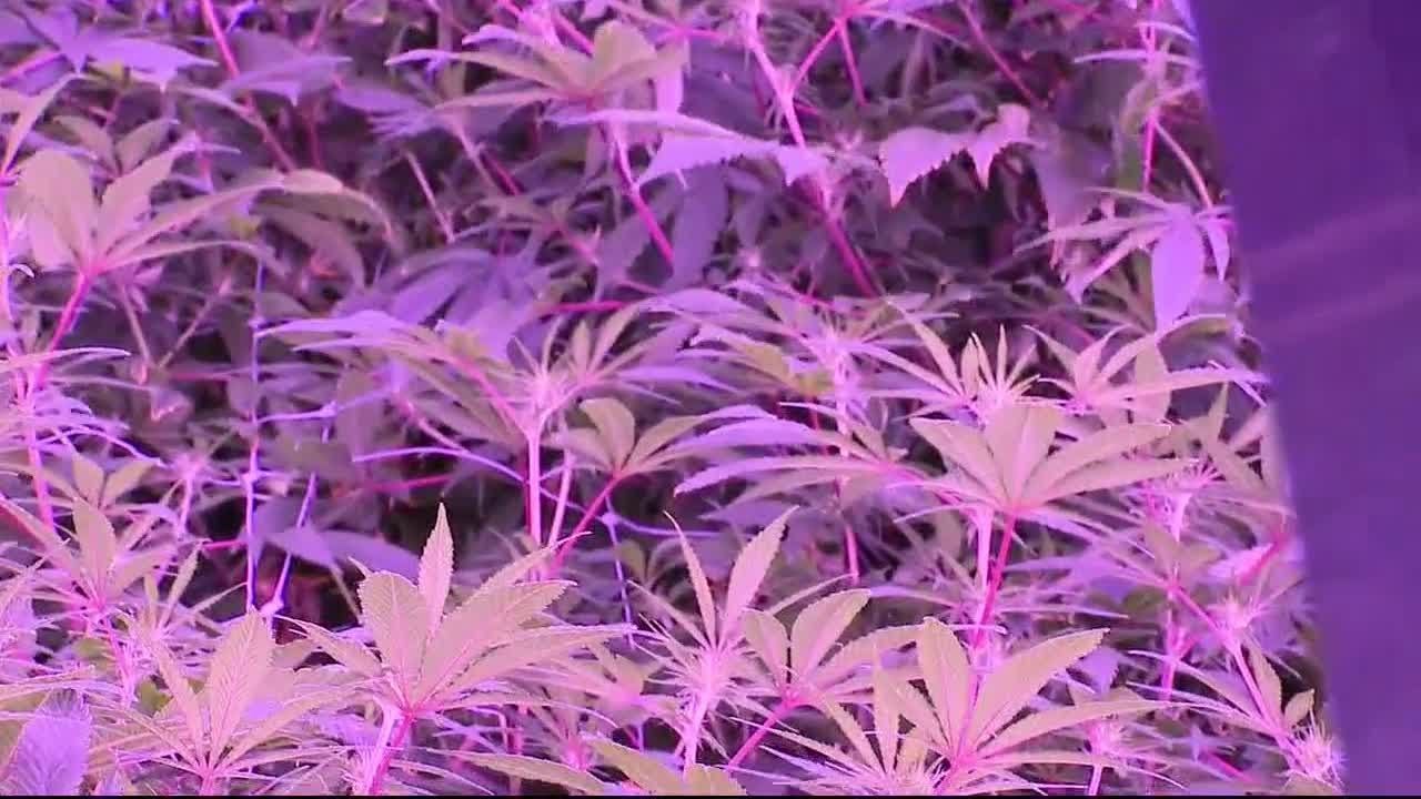 Inside Detroit's largest marijuana dispensary MED PODD