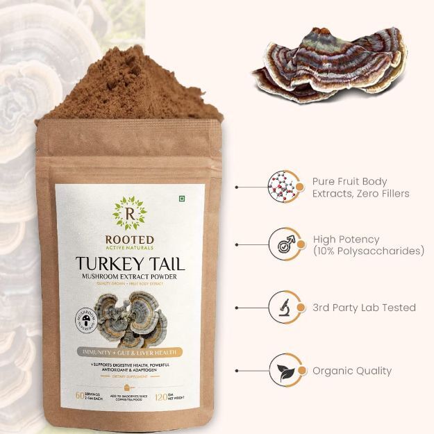 Rooted Active Natural Turkey Tail Mushroom Extract Powder Uses, Price