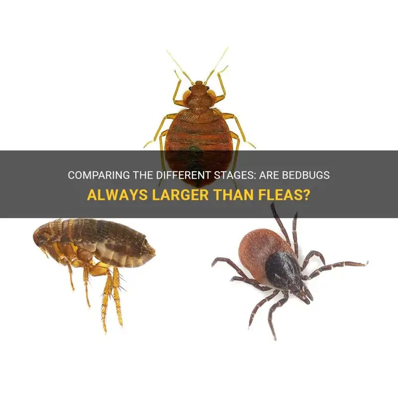 Comparing The Different Stages Are Bedbugs Always Larger Than Fleas