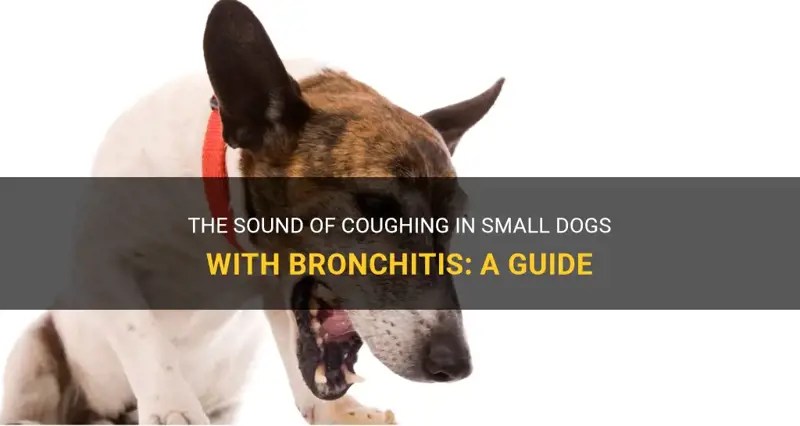 The Sound Of Coughing In Small Dogs With Bronchitis A Guide MedShun