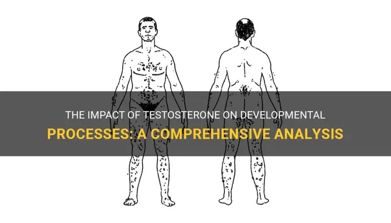 The Impact Of Testosterone On Developmental Processes A Comprehensive