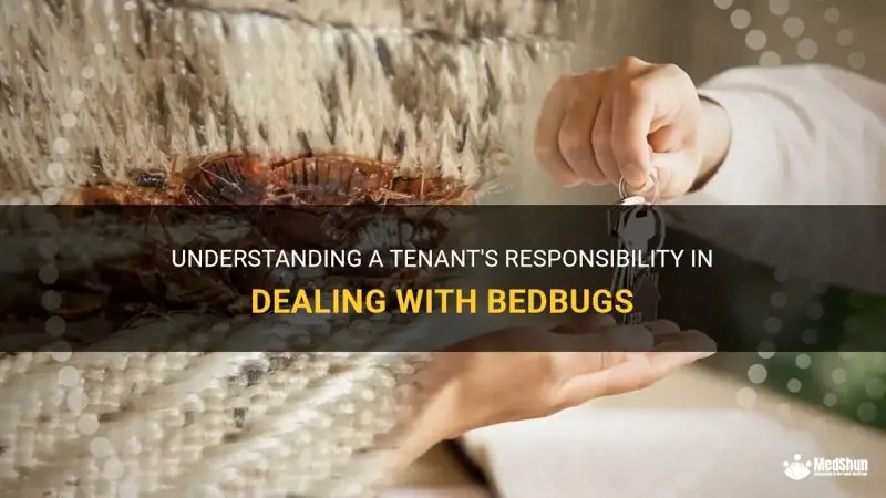 Understanding A Tenant's Responsibility In Dealing With Bedbugs MedShun