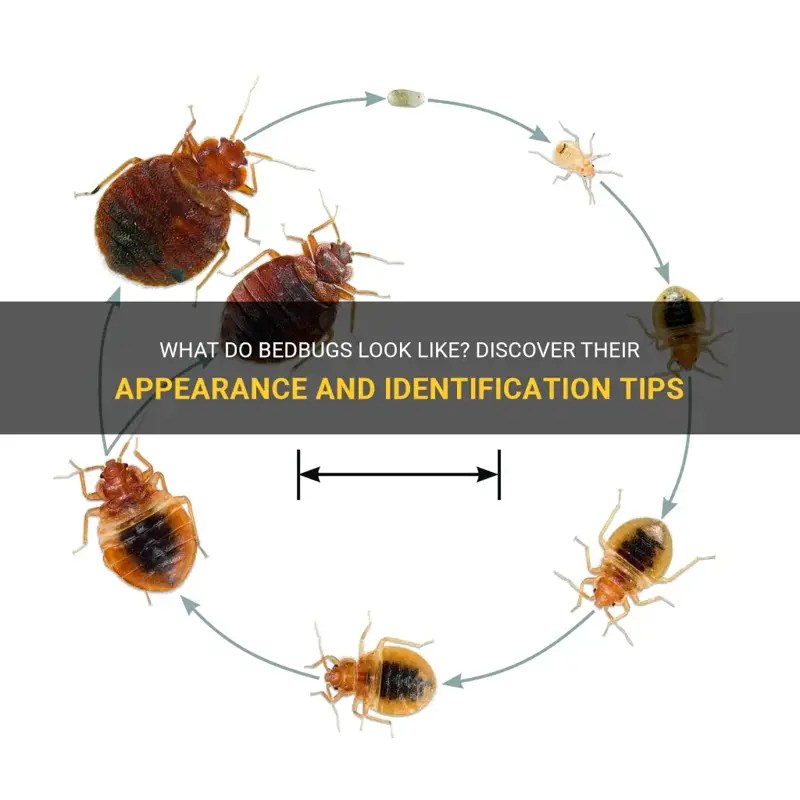 What Do Bedbugs Look Like? Discover Their Appearance And Identification