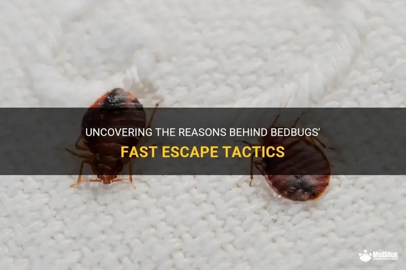 Uncovering The Reasons Behind Bedbugs' Fast Escape Tactics MedShun