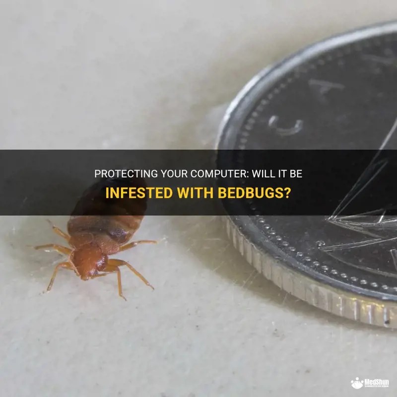 Protecting Your Computer Will It Be Infested With Bedbugs? MedShun